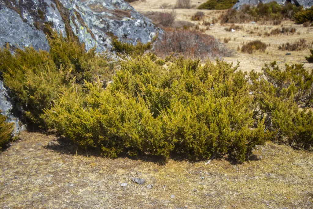 Dry Alpine Scrub Juniper