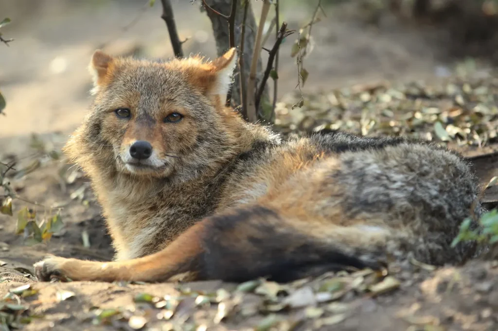 Golden Jackal Lying Under the Small Tree