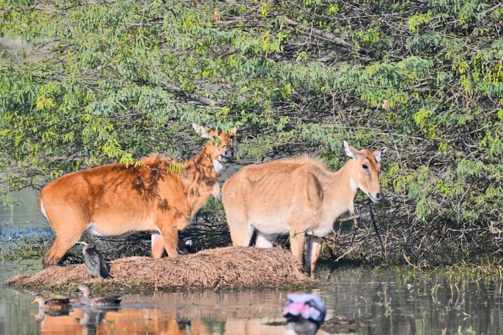 Nilgai Grazing by the Lakeside