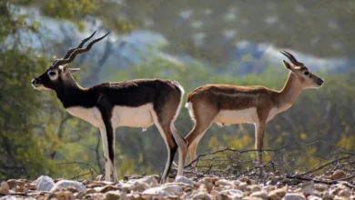 Explore Pakistan Wildlife