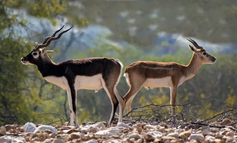 Explore Pakistan Wildlife