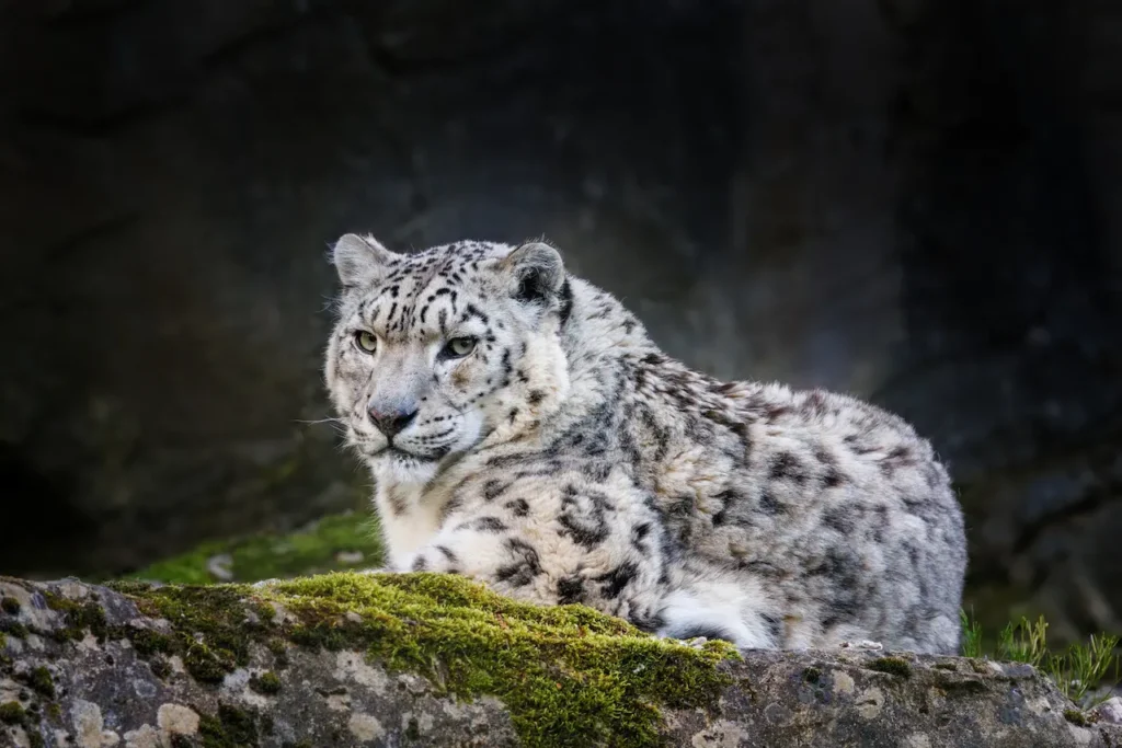 Panthera Uncia, Watching from a Rocky Ledge